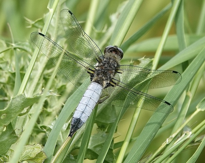 scarce chaser